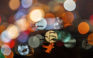 bokeh